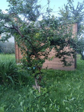 Коллективный сад номер 7, участок 58 в Долгопрудном - dolgoprudnyj.yutvil.ru - фото 28