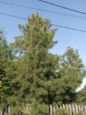 ул. Полынная,29 в Долгопрудном - dolgoprudnyj.yutvil.ru - фото 18